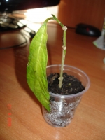 Имя файла=Clerodendrum_Wallichii2.jpg
Размер файла=85КБ
Размеры=768x1024
Дата=Апр 21, 2009 Clerodendrum_Wallichii2.jpg