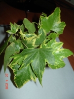 Hedera.jpg