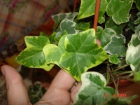 Hedera4.jpg