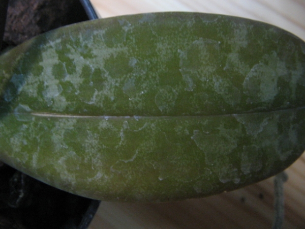 4thleaf.JPG
