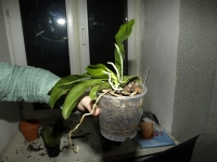 phal.JPG