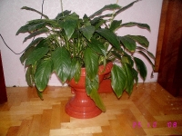 IMG_1526.JPG