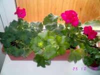 IMG_1532.JPG