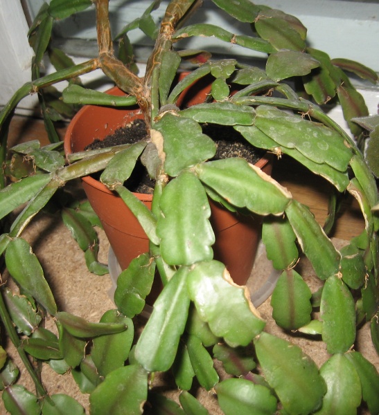 Schlumbergera
