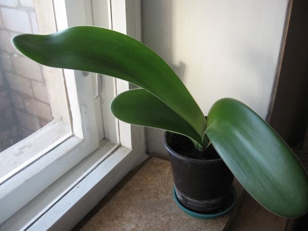 Гемантус белый (Haemanthus albiflos Jacq.)
