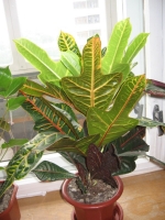 Croton2.jpg