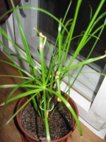 Cyperus.jpg