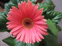 Gerbera1.jpg