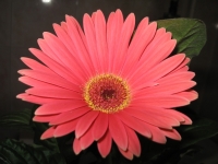 Gerbera2.jpg