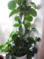 Peperomia.jpg