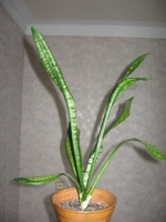 Sansevieria.jpg