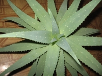 aloe.jpg