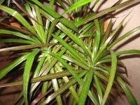 dracena1.jpg