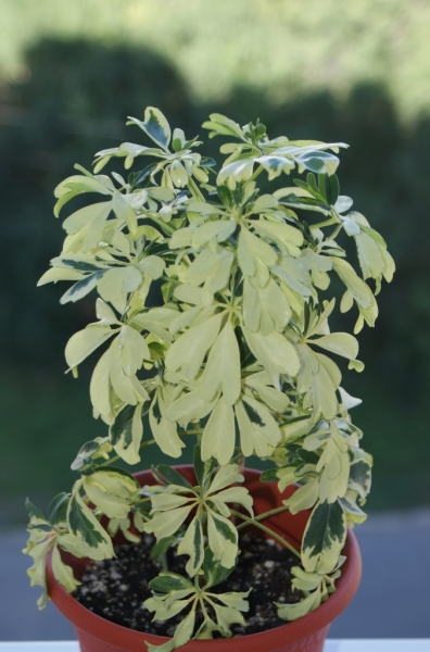 Schefflera arboricola Janine
