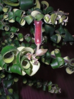 Aeschynanthus_Twister.jpg
