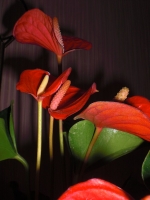 Anthurium-2.jpg