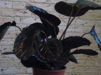 Calathea_Dottie-1.jpg