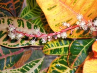 Codiaeum-flowers.jpg