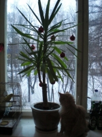 Имя файла=Yucca-2.jpg
Размер файла=600КБ
Размеры=768x1024
Дата=Янв 01, 2009 Yucca-2.jpg