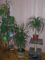 flowers-01_2009-1.jpg