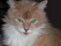 kat-2.JPG