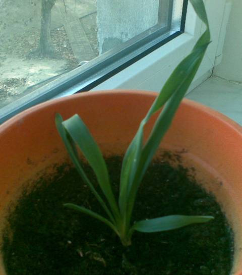 yucca filamentosa
