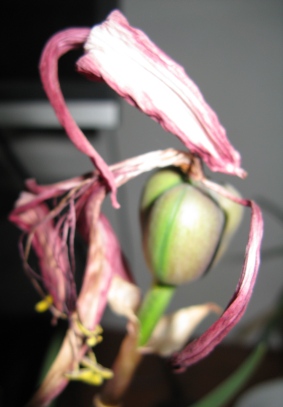 sprekelia1

