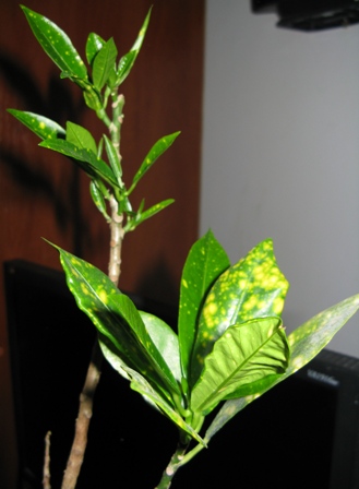 crotonchik
