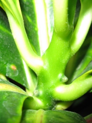 croton var
