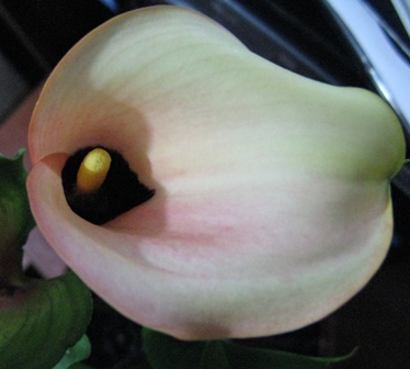 calla1
