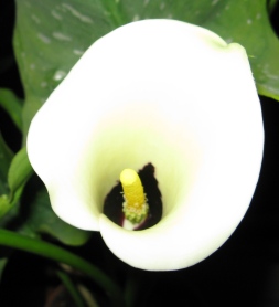 calla white
