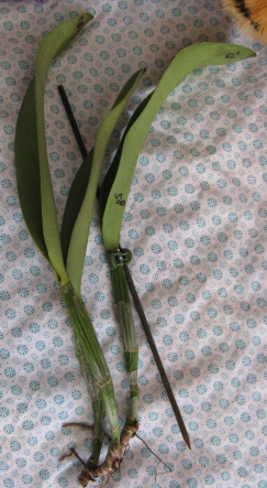 blc
