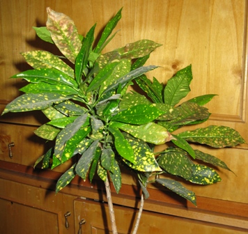 croton gk

