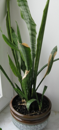 sansevieria
