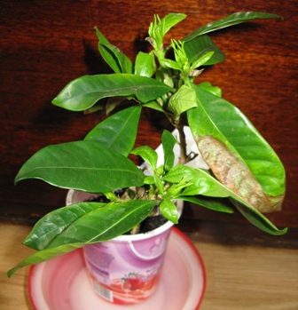 gardenia@
