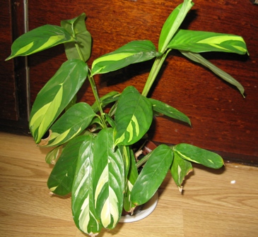 calatea lubbersiana
