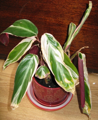 stromanta
