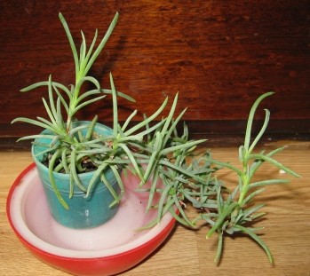lampranthus
