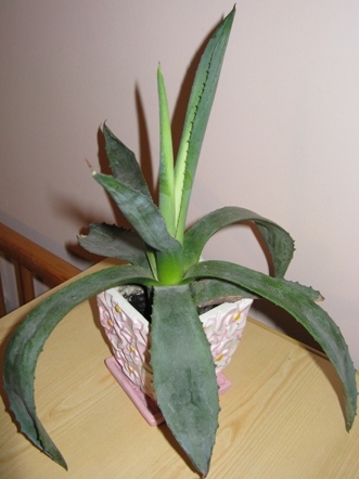 agava
