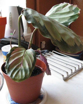 calatea corona1
