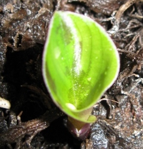 crocata
