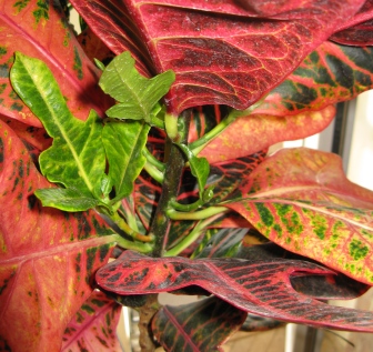 croton var3
