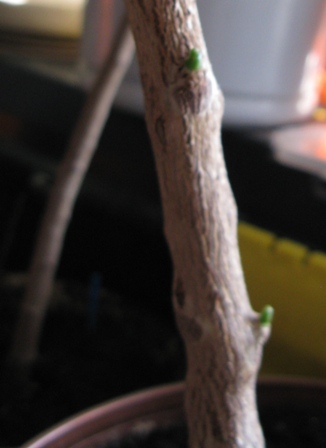 croton var2
