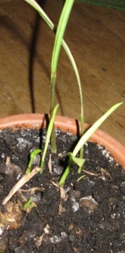 curcuma siam
