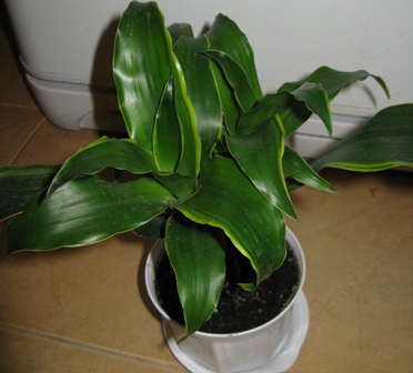 dracena
