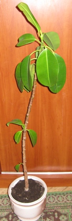 ficus 
