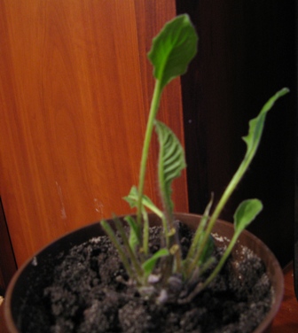 herbera 
