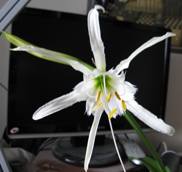 himenocallis

