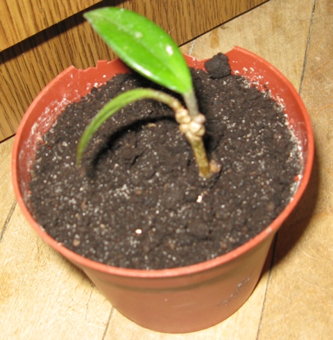 hoja carnosa
