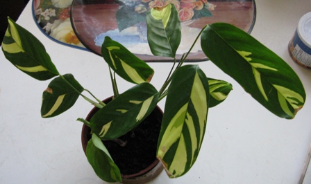 calatea lubbersiana

